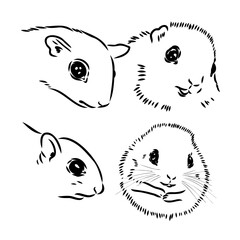 illustration vector hand draw doodles of flying squirrel or Pteromyini or Petauristini isolated on white background
