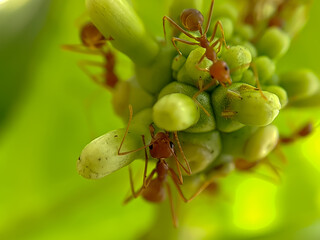 Little Red Fire Ant