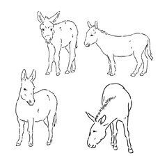Sketch of donkey Hand drawn illustration donkey vector