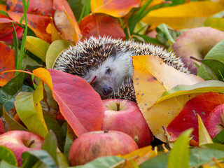 Hedgehog in the garden - nice autumnal picture