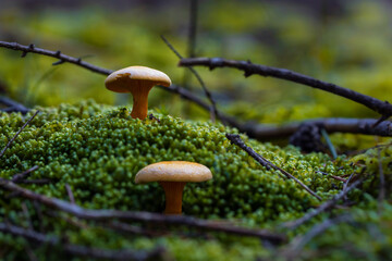 Two inedible poisonous false chanterelle mushrooms (Hygrophoropsis aurantiaca) on beautiful bright...