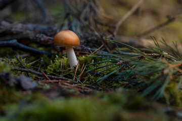Amanita mushroom in the natural environment. Close up view of orange mushroom growing in forest on green moss surface. Czech Republic, Pilsen region, Europe.