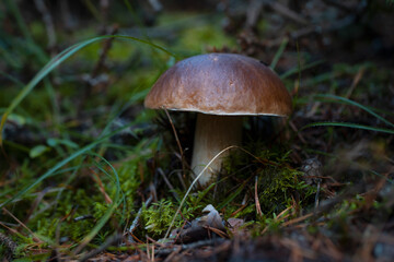 Big edible mushroom known as porcino, porcini, cep or penny bun (Leccinum scabrum) in the natural environment. Close up view of popular mushroom with brown cap and white stem growing in forest. Europe