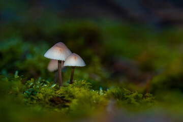 Inedible mushroom common mycena, also known as the common bonnet, the toque mycena or the rosy-gill fairy helmet (Mycena galericulata). Pair of mushrooms on green moss background.