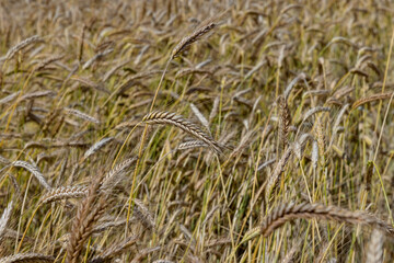 An agricultural field where wheat is grown