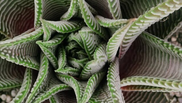 Succulent Haworthia Limifolia spider white, top view clos up shot, slowly spinning, Fibonacci golden ratio concept