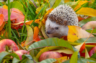 Hedgehog in the garden - nice autumnal picture