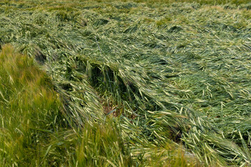 A field with green unripe cereal wheat