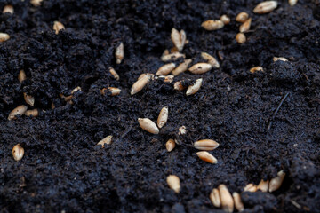 Fertile soil in which wheat seeds are planted