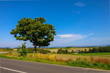Fototapeta premium 美瑛の丘