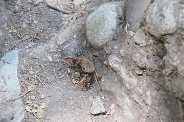
A crab on the ground, Rhodes, Greece