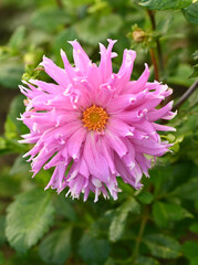 Obraz premium Beautiful close-up of a pink dahlia flower