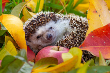 Hedgehog in the garden - nice autumnal picture