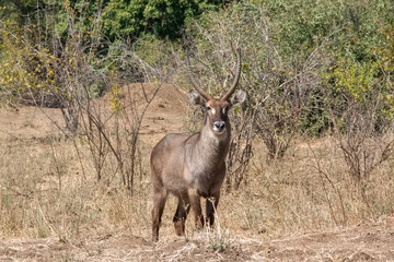 Waterbuck in Lower Zambezi National Park, Zambia
