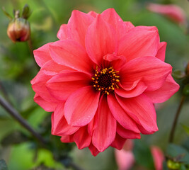 Beautiful close-up of a decorative dahlia flower