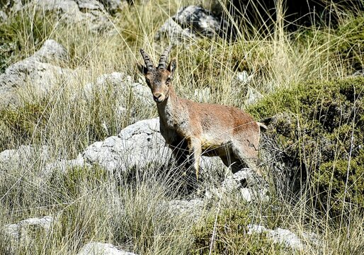 Cabra montesa.