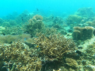 Fototapeta premium Staghorm Coral