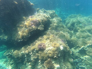 Lot coral