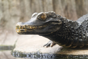 Alligator with open mouth sitting menacingly
