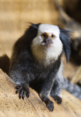 White-fronted Marmoset the small monkey from South America affected by deforestation