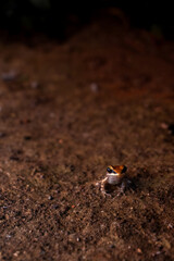 Striped rocket frog. ( orange indian frog )