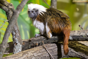 Tamarin pinches little monkey with white hair on head - Powered by Adobe