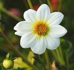 Obraz premium Beautiful close-up of a white dahlia