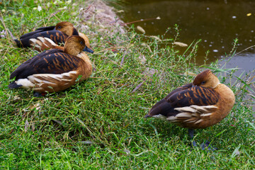 Fulvous whistling duck a Dendrocygna bicolor small bird sitting in the grass