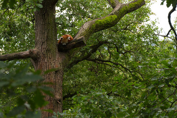 A red panda calmly lying on a Chinese tree