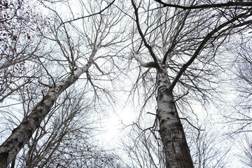 Fototapeta na wymiar some large imposing birch trees in a forest soar into the sky