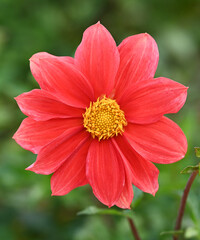 Beautiful close-up of a dahlia flower