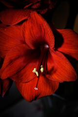 Amarylis flower red calyx with blood-red petals for book cover