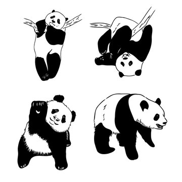 Vector realistic sketch of Panda figure in full-length, Hand drawn illustration