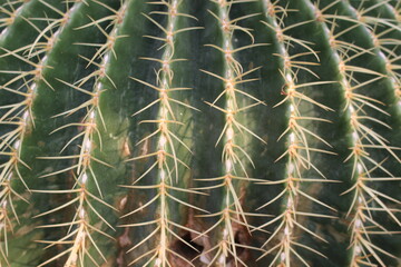 가시가 많은 선인장 prickly cactus