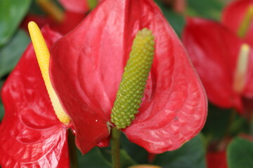 넓은 들판에 이쁘게 피어 있는 아름다운 꽃 Beautiful flowers blooming in a wide field