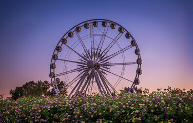 Fototapeta premium Ferris wheel at sunset with a flowerbed in front