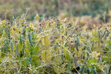 Yellowing pea pods in the field