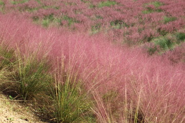 들판에 핀 핑크 뮬리 Pink Muhly in the Field