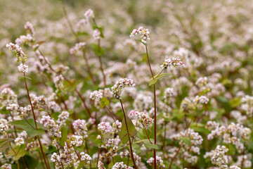 Agricultural field with blooming buckwheat in cloudy weather