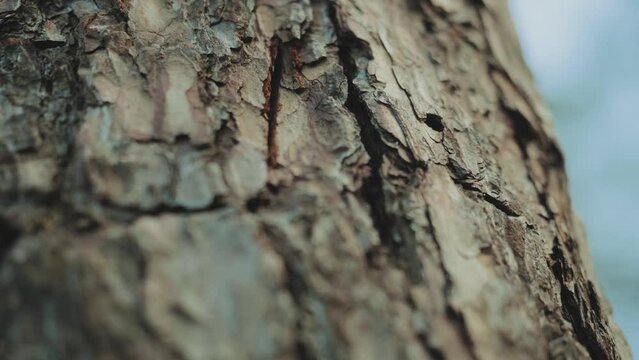 Close-up view 4k stock video footage of real organic texture of willow tree bark. Abstract background slow motion.
