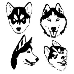 Husky dog portrait vector illustration husky vector © Elala 9161