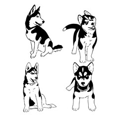 Husky dog portrait vector illustration husky vector © Elala 9161