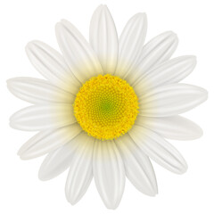 Daisy, flower isolated, 3d realistic illustration.
