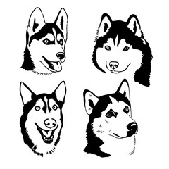 Husky dog portrait vector illustration husky vector © Elala 9161