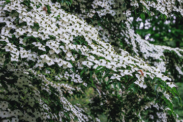 Flowers of Cornus kousa small deciduous tree