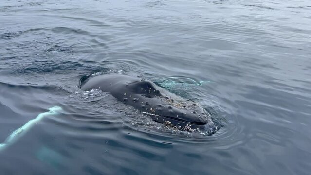 Extremely close encounter with a curious humpback whale calf while navigating on the iceberg filled waters of Disko Bay, Ilulissat, Western Greenland- Real Time Version