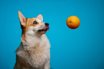 A Pembroke Welsh Corgi dog, licking his lips, looks at a hanging ripe orange. Oranges in the dog's diet. Funny portrait of a pet.