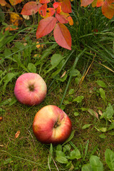 Apples in a basket in the autumn garden