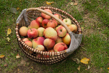 Apples in a basket in the autumn garden