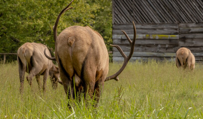 Tail End of Bull Moose Grazing In Cataloochee